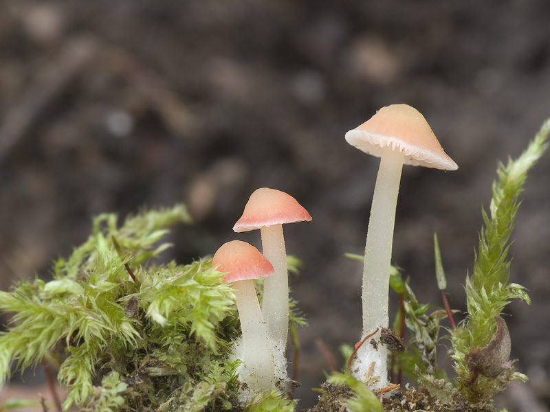 Mycena floridula